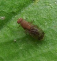 Sciomyzidae-2