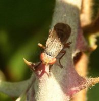 Sciomyzidae-3