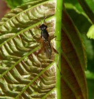 Sepedon sphegea-1