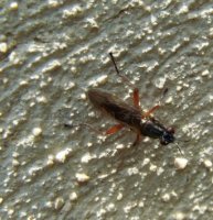 Sepedon sphegea-4