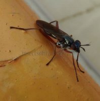 Sepedon sphegea-6