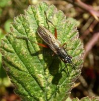 Sepedon sphegea-8