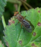 Tetanocera sp-1