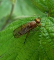 Tetanocera sp-3