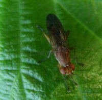 Tetanocera sp-5