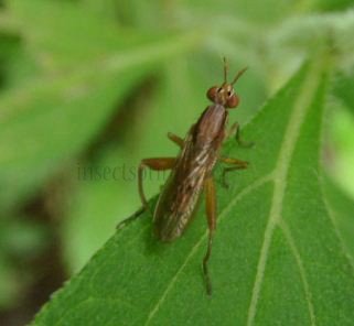 Euthycera alaris