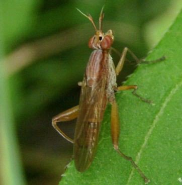 Euthycera alaris-2