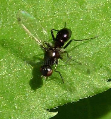 Sepsis cynipsea -7