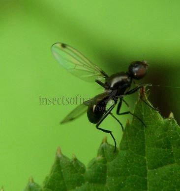 Sepsis cynipsea -8