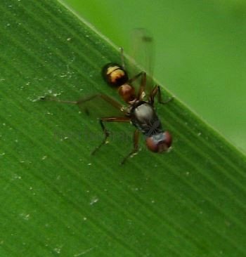 Sepsis fulgens -1