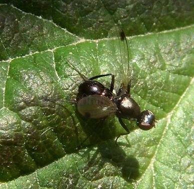 Sepsis fulgens -2