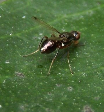 Sepsis fulgens -3