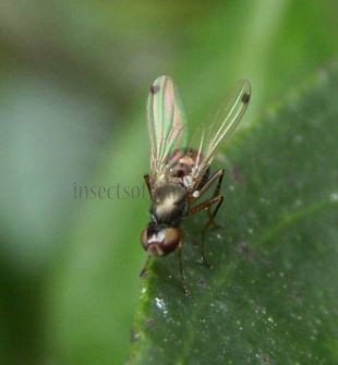 Sepsis fulgens -4