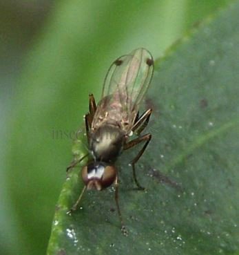 Sepsis fulgens -5