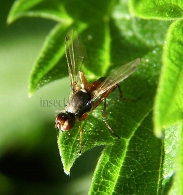 Saltella sphondyli-2