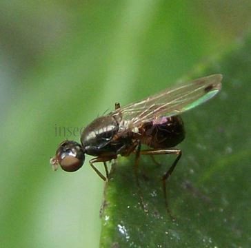 Sepsis fulgens -6