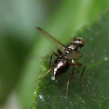 Sepsis fulgens -7