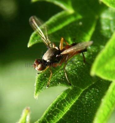 Saltella sphondyli-3