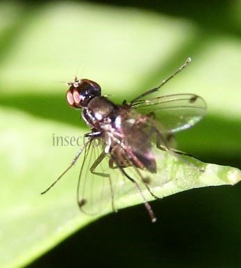 Sepsidae
