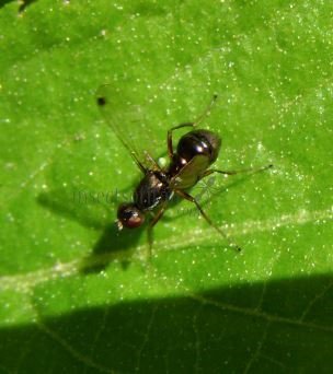 Sepsidae-2
