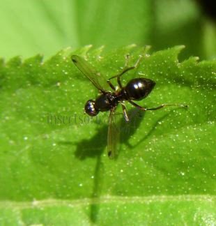 Sepsidae-3