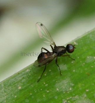 Sepsis cynipsea -2