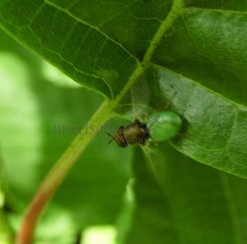 Oplodontha viridula -4