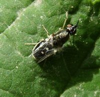 Stratiomyidae