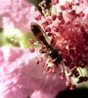 Syrphidae