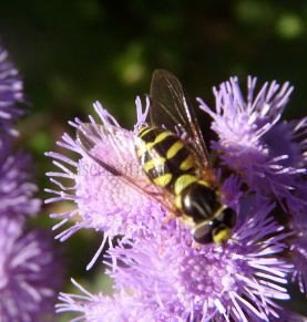 Dasysyrphus albostriatus -3