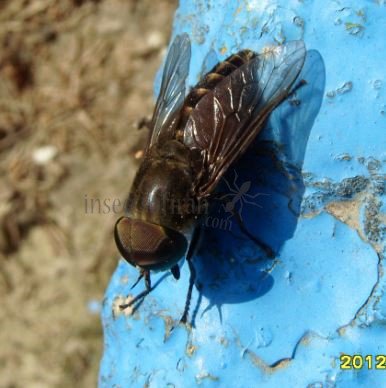 Tabanus bovinus -7