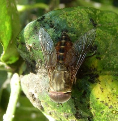 Tabanus sp-3
