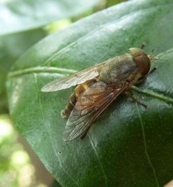 Tabanus sp-5