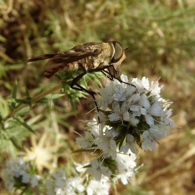 Tabanus bovinus -1