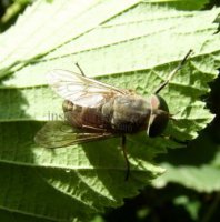 Tabanus bovinus -4