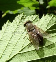 Tabanus bovinus -5