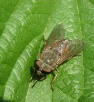 Tabanus bovinus -6