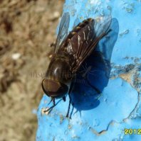Tabanus bovinus -7