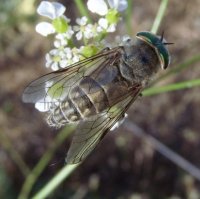 Tabanus glaucopis -1