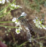 Tabanus glaucopis -2