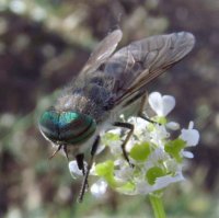 Tabanus glaucopis -3