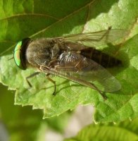 Tabanus glaucopis -4
