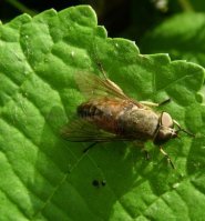 Tabanus sp-1