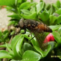 Philipomyia sp-1