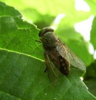 Tabanus sp-2