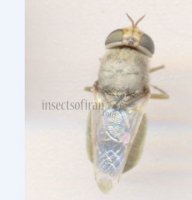 Tabanidae-2