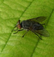Tabanus autumnalis