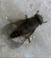 Tabanus bovinus -2