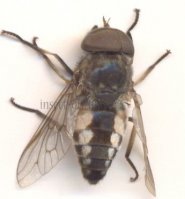 Tabanus bovinus -3