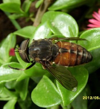 Philipomyia sp
